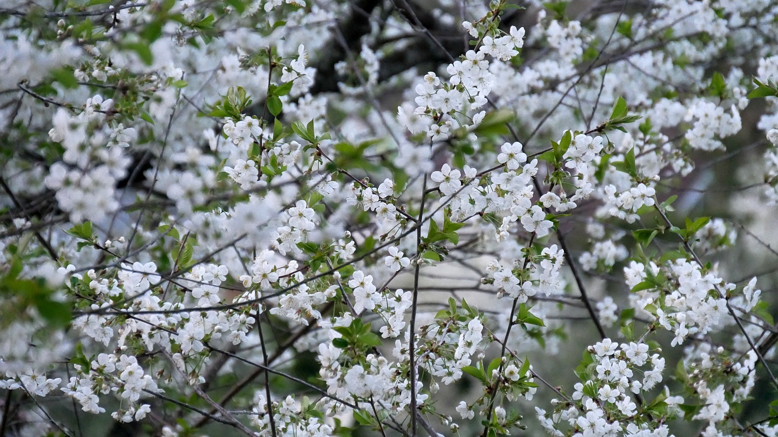 Kirsebærblomstring